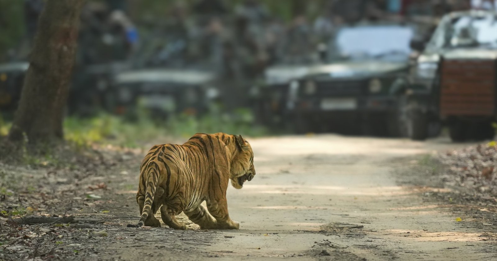 Tiger on a wildlife safari in an Indian national park